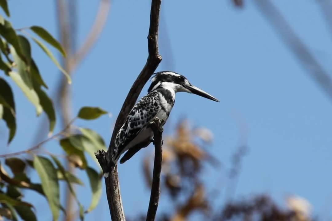 Fish Eagle Manor Bed & Breakfast Източен Лондон Екстериор снимка